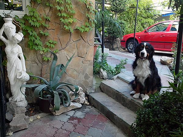 Алушта частный сектор ул Горького